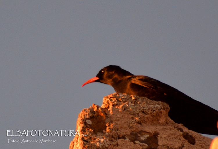 Gracchio corallino (Pyrrhocorax pyrrhocorax)?   S !